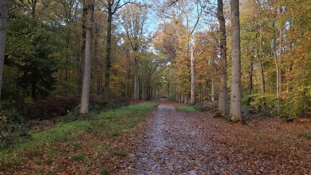Zaterdagochtend wandeling Liesbos om 11.00 uur 