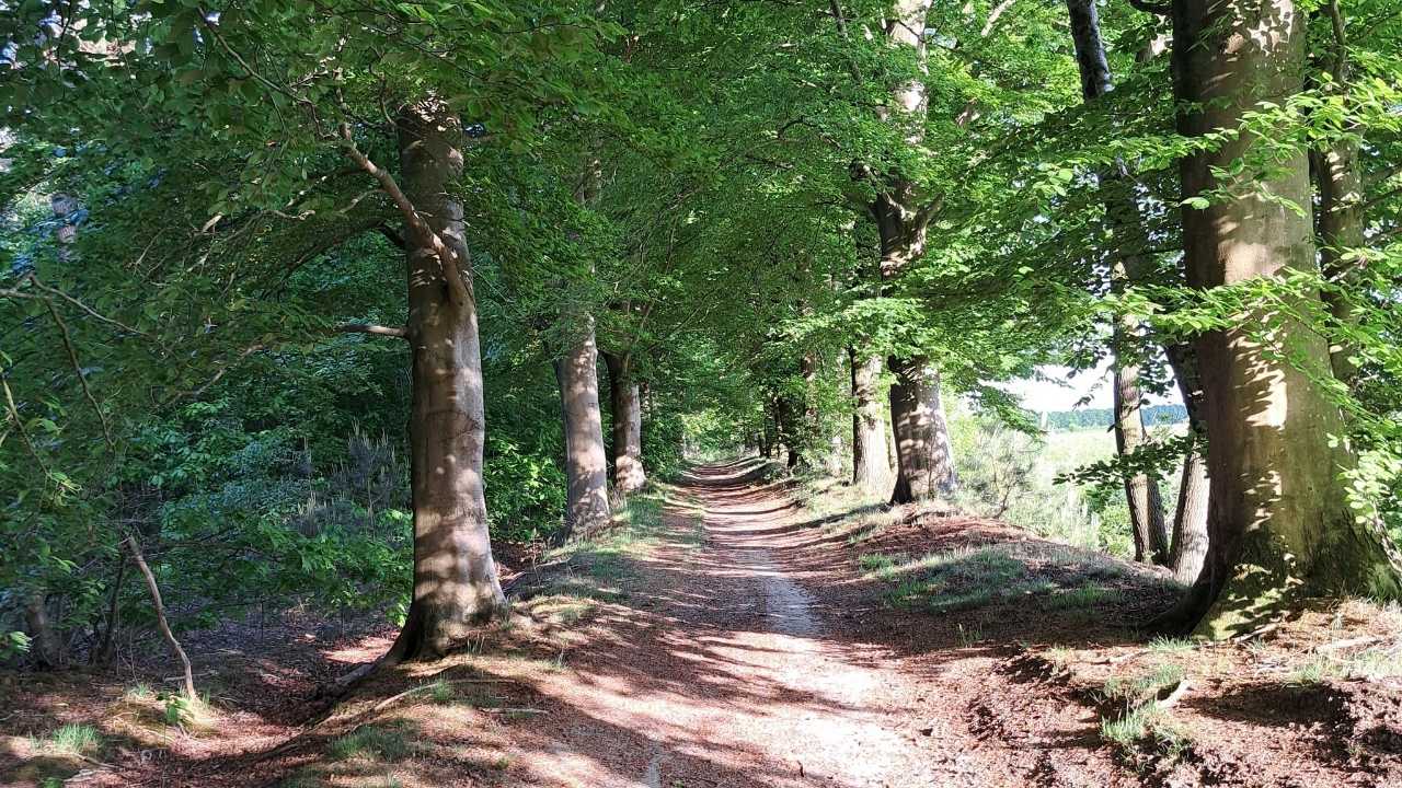 Wandeling Neterselse Heide. Afstand 9 km